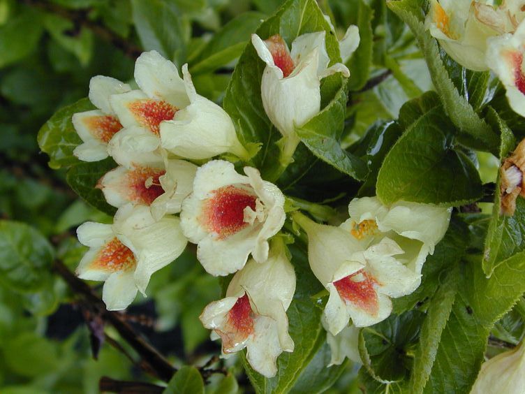 Krzewuszka Midendorfiana Weigela C3/30cm