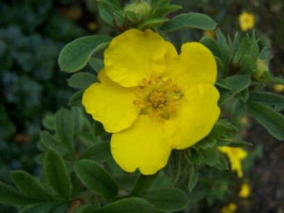 Pięciornik krzewiasty GOLDFINGER Potentilla fruticosa /P11