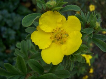 Pięciornik krzewiasty GOLDFINGER Potentilla fruticosa /P11