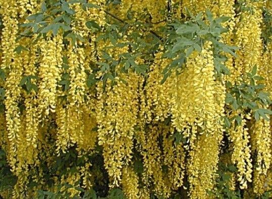 Złotokap Waterera 'VOSSII' Laburnum x watereri C10/1,3-1,5m *K9