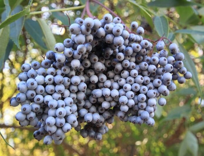 Bez błękitny Sambucus cerulea S.glauca syn.Sambucus mexicana C2/20-30cm *K11