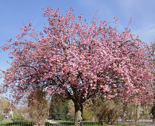 Wiśnia zwisająca STELLATA Prunus pendula C3/100cm *6