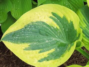 Hosta SNOW CAP Funkia /C2