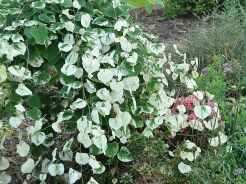 Judaszowiec płaczący WHITE WATER Cercis canadensis C15/80-100cm *T53