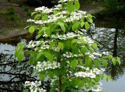 Kalina japońska KILIMANDŻARO Viburnum plicatum C2/40-60cm *K18