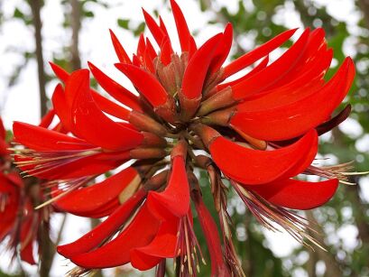Erythrina VARIEGATA Koralodrzew /C2 *T40