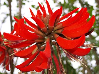 Erythrina VARIEGATA Koralodrzew /C2 *T40