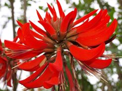 Erythrina VARIEGATA Koralodrzew /C2 *B