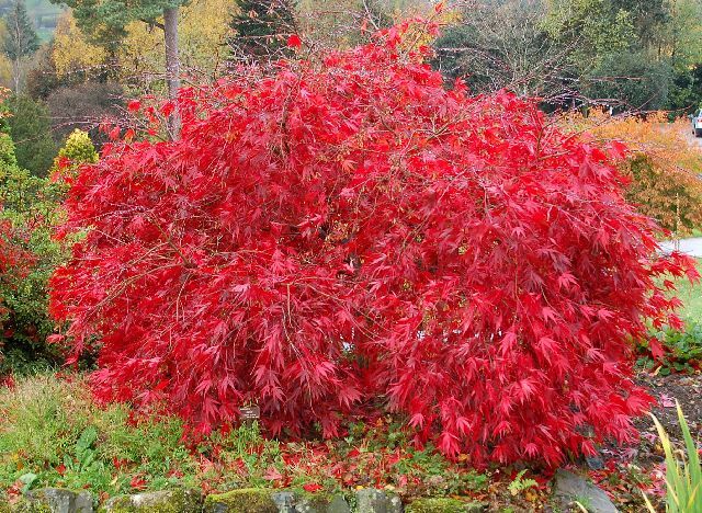 Klon palmowy ATROPURPUREUM wielopniowy 8-letni Acer palmatum C15/1,3-1,5m *K9