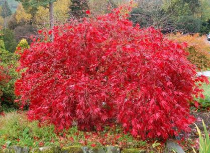  Klon palmowy ATROPURPUREUM Acer palmatum C5/80-100cm *T75