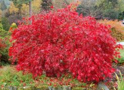 Klon palmowy ATROPURPUREUM wielopniowy 8-letni Acer palmatum C15/1,3-1,5m *K9