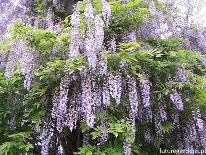  Wisteria floribunda LUDWIK LAWIN Glicynia kwiecista C5/1,4-1,6m