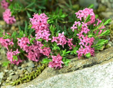 Daphne cneorum var. verlotii /P9