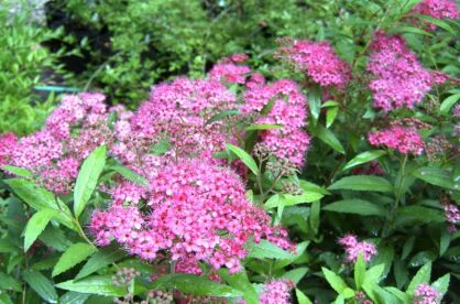 Tawuła japońska 'ANTHONY WATERER' Spiraea japonica /C2