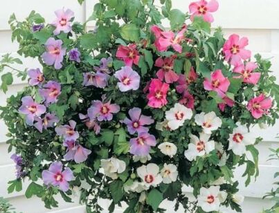 Ketmia TRICOLOR -1- Hibiscus syriacus C12/60-80cm *K6