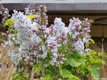 Lilak pospolity AUCUBAEFOLIA Syringa vulgaris C2/60-80cm *K19