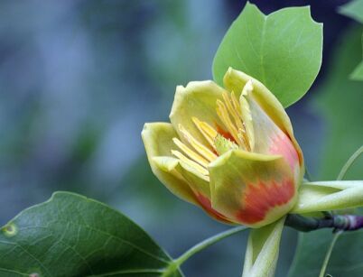 Tulipanowiec amerykański Liriodendron tulipifera - 10 szt. nasion