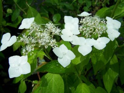 Hortensja piłkowana SHINO GOKU  Hydrangea serrata 