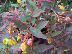 Dziurawiec Mosera TRICOLOR Hypericum moserianum /C2 *28T