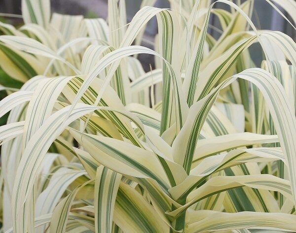 Lasecznica trzcinowata VARIEGATA Arundo donax /C3