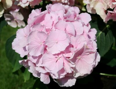 Hortensja ogrodowa Everbloom PINK WONDER 'Pink Ball'  Hydrangea macrophylla