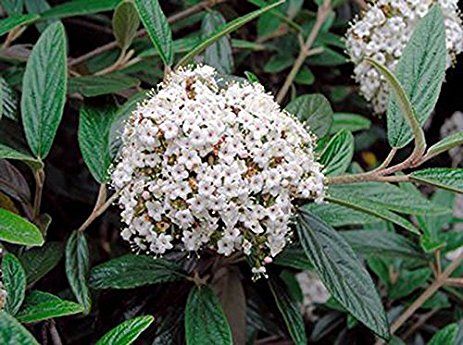 Kalina zimozielona praska Viburnum pragense C4/30cm *K15