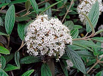 Kalina zimozielona praska Viburnum pragense C4/30cm *K15