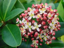 Skimmia japońska RUBELLA C3/20cm *T1