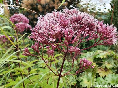 Sadziec purpurowy ATROPURPUREUM syn.Sadziec plamisty Eupatorium maculatum /C2 *K3