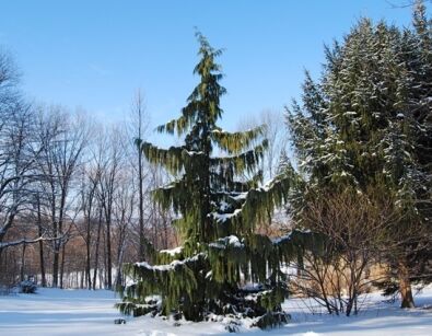 Cyprysik nutkajski PENDULA Chamaecyparis nootkatensis C3/30-50cm