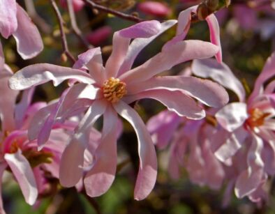Magnolia Loebnera LEONARD MESSEL P15/1-1,2m
