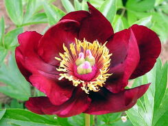 Piwonia ITOH 'SCARLET HEAVEN' Paeonia ITOH /C5 *28T