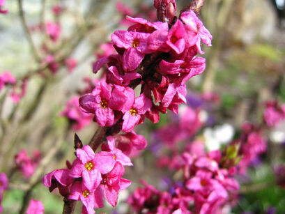 Wawrzynek wilczełyko RUBRUM 6-letni Daphne mezereum C5/50cm *K18