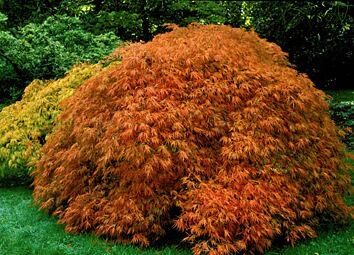 Klon palmowy KATSURA Acer palmatum C3/1m