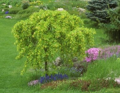 Karagana syberyjska PENDULA Caragana arborescens C10/Pa160cm