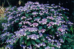 Hortensja kosmata 'THE DITCH' 8-letnia Hydrangea aspera C12/1-1,2m