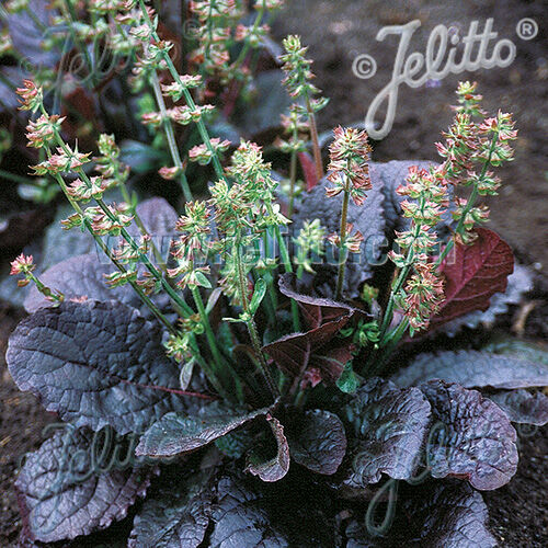 Salvia lyrata ‘Purple Knockout’ Szałwia lirolistna /C1,5