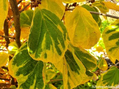 Oczar pośredni DOUBLE GOLD Hamamelis x intermedia  balot/40cm *K14