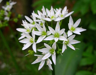 Czosnek niedźwiedzi w doniczce Allium ursinum /P7 *K25