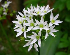 Czosnek niedźwiedzi w doniczce Allium ursinum /P7 *K25