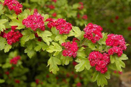 Głóg pośredni 'PAUL'S SCARLET' Crataegus media C3/Pa150(170)cm