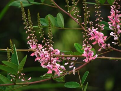 Indigofera amblyantha Indygowiec amblyantha /C2 *12