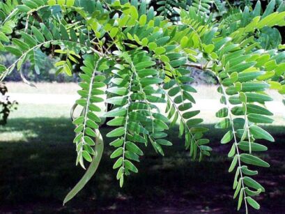 Glediczja trójcierniowa Gleditsia triacanthos Iglicznia C2/60-80cm *T35