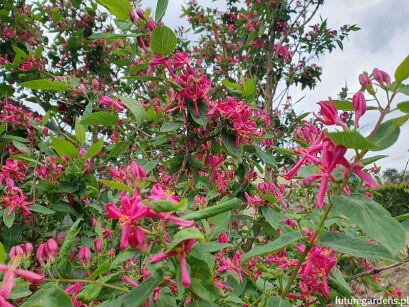 Suchodrzew tatarski 'ARNOLD RED' Lonicera tatarica C5/80-100cm *3