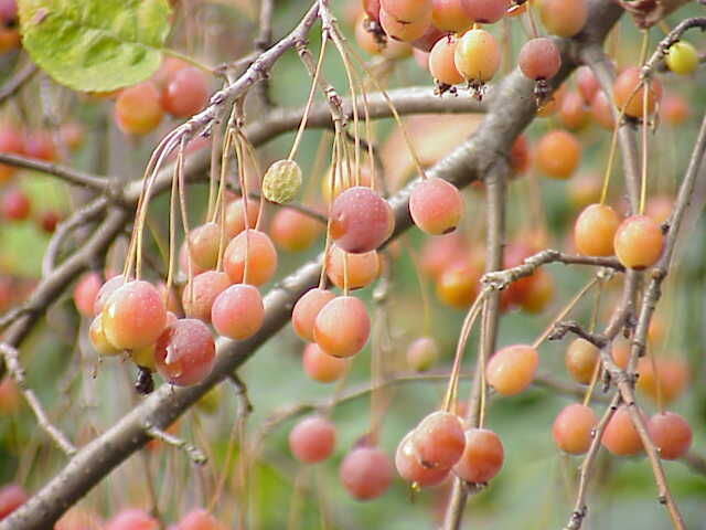 Jabłoń japońska 'Coutabri' POM ZAI Malus - misa C5/40-50cm *K14