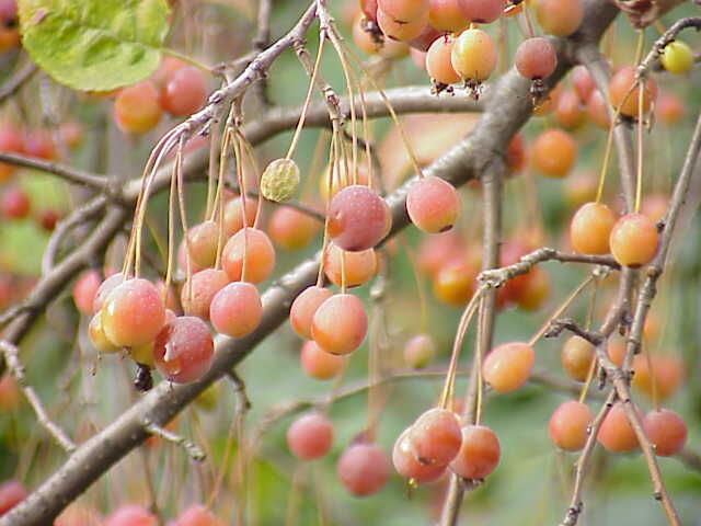 Jabłoń japońska 'Coutabri' POM ZAI Malus - misa C5/30-40cm *K17