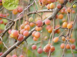 Jabłoń japońska 'Coutabri' POM ZAI Malus - misa C5/40-50cm *K14