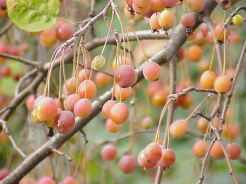 Jabłoń japońska 'Coutabri' POM ZAI Malus - misa C5/30-40cm *K17