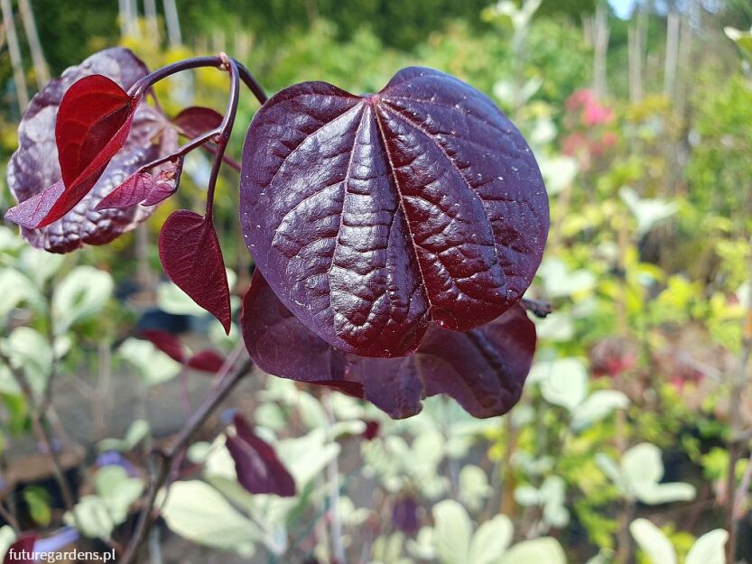 Judaszowiec kanadyjski FOREST PANSY Cercis canadensis C5/60cm *K6