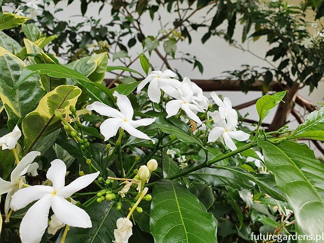 Trachelospermum jasminoides 'Star of VENICE' Jaśmin gwiazdkowy P15/40cm *K15w2